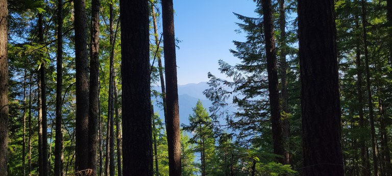 Burley Mountain Photo of distant mountain range through trees