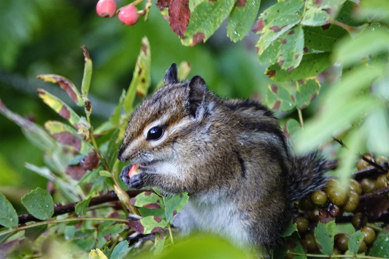 chipmunk berries geezerhiker.jpeg