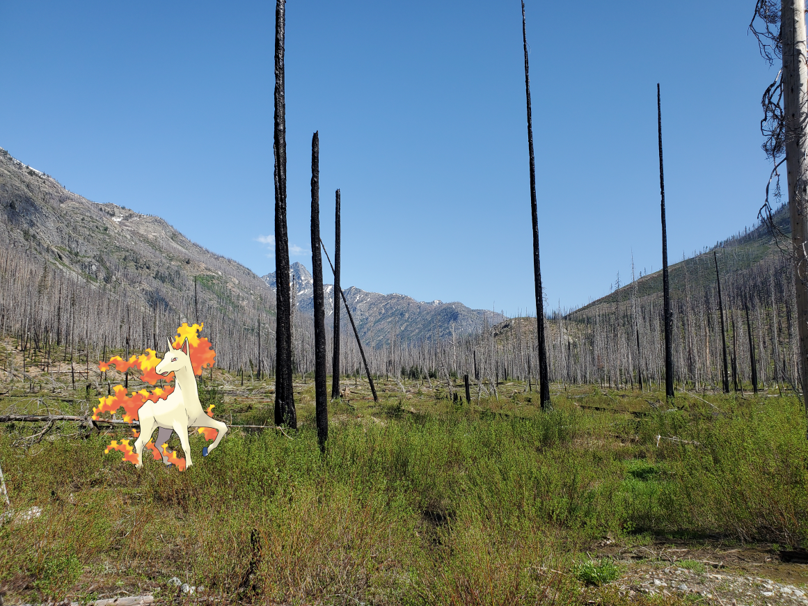 Rapidash in a large meadow with mountains in the background on the Cow Creek Meadows trail. Photo by Zachary Sklar.