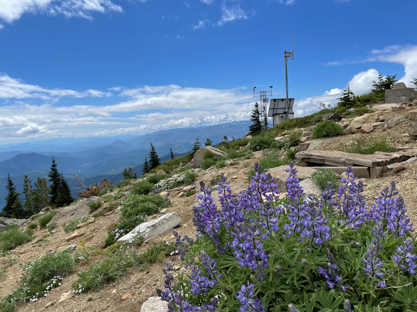Wildflowers on the Dirty Face Lookout and Peak Trail. Photo by Shadowdad.