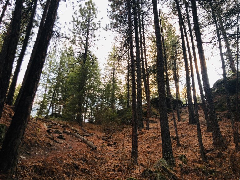 A forest of ponderosa pine trees. Photo by TrailKat 