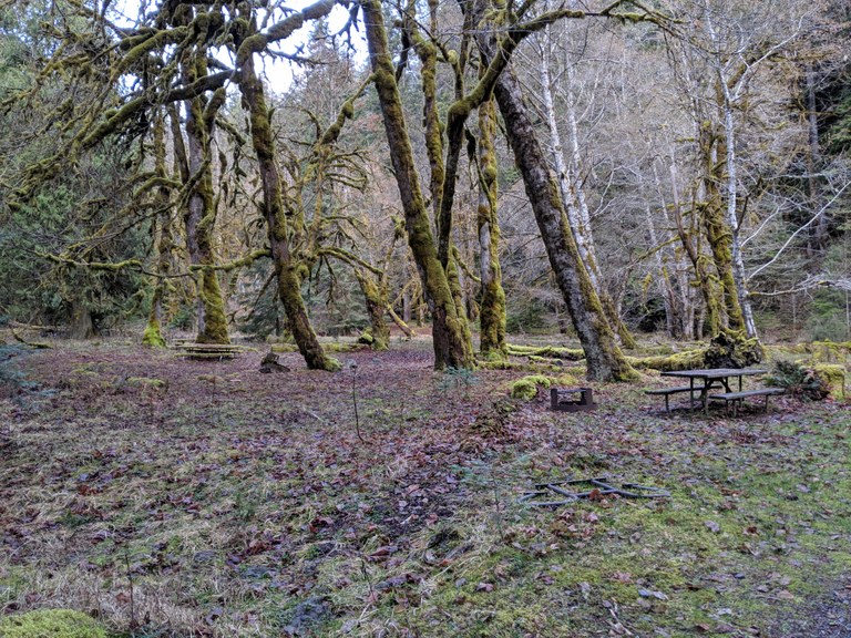 Dosewallips River Road by Tiffany.jpg