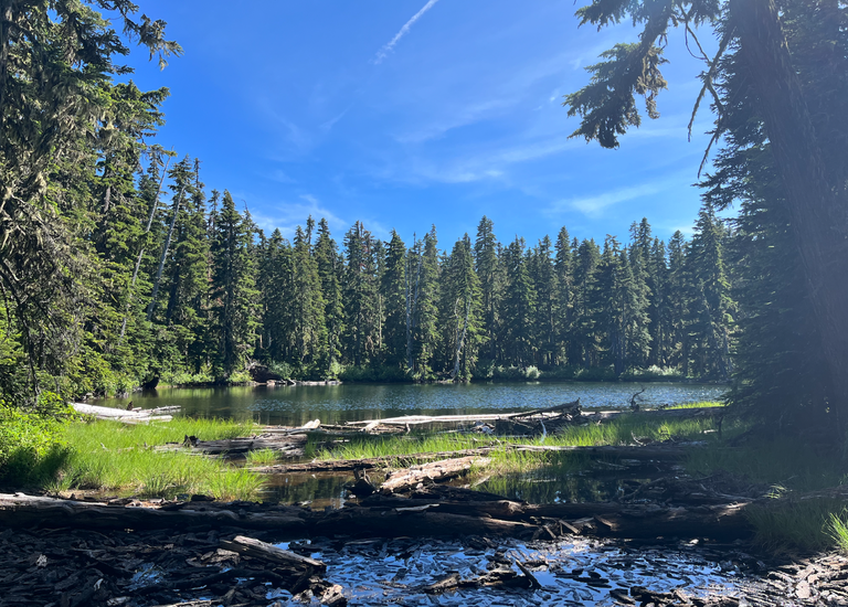 Sun shines on a small lake surrounded by pine trees. Photo by PJ Heusted.