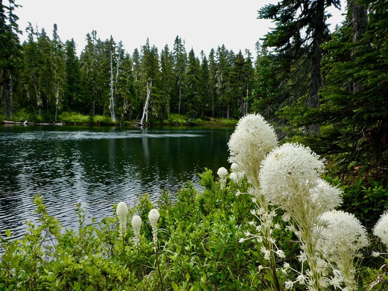 Ginnette Lake with beargrass in the foreground A calm lake lined by pine trees with a blooming beargrass in the foreground.