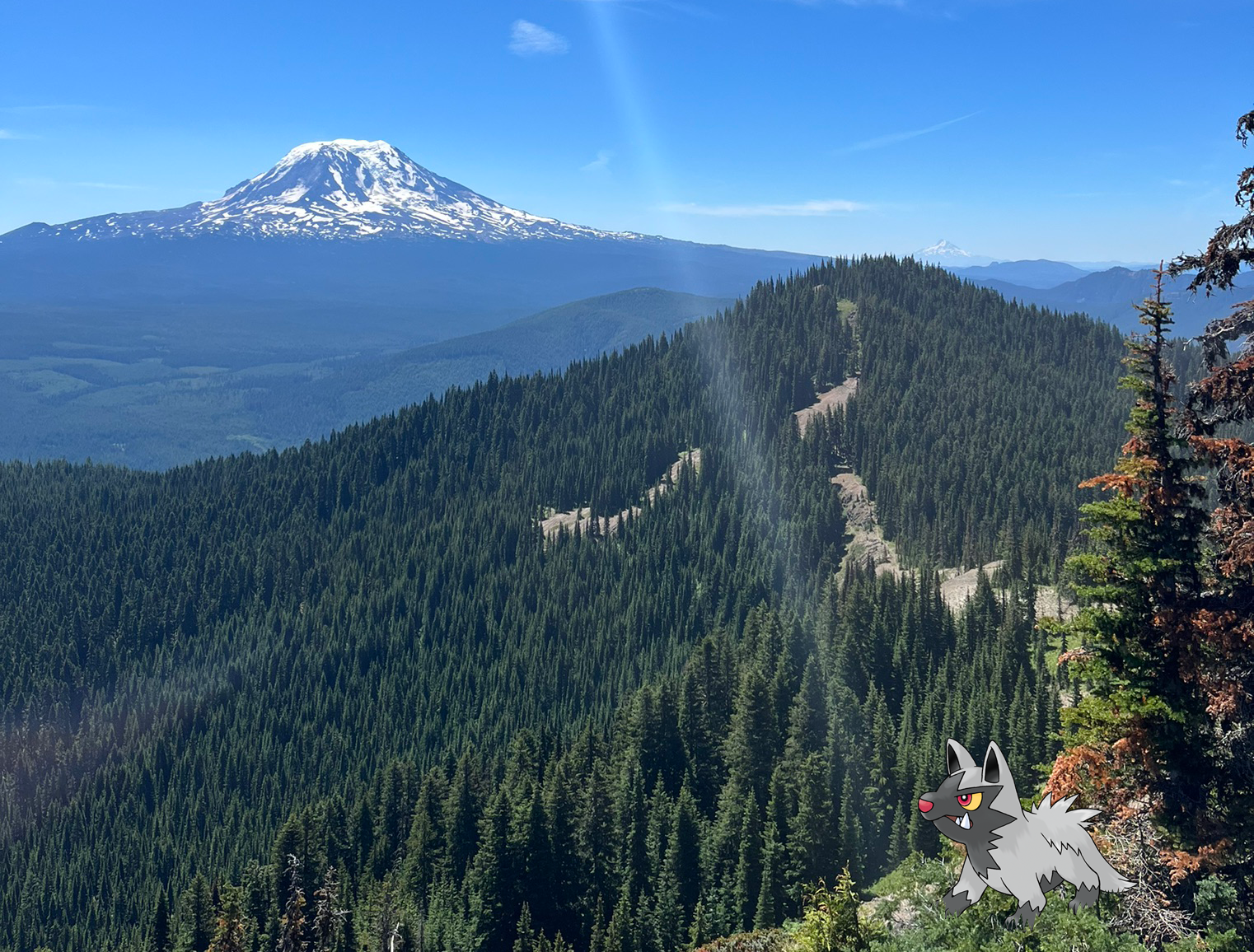 Poochyena enjoying the view of Mount Rainier at Hamilton Buttes. Photo by PJ Heusted.