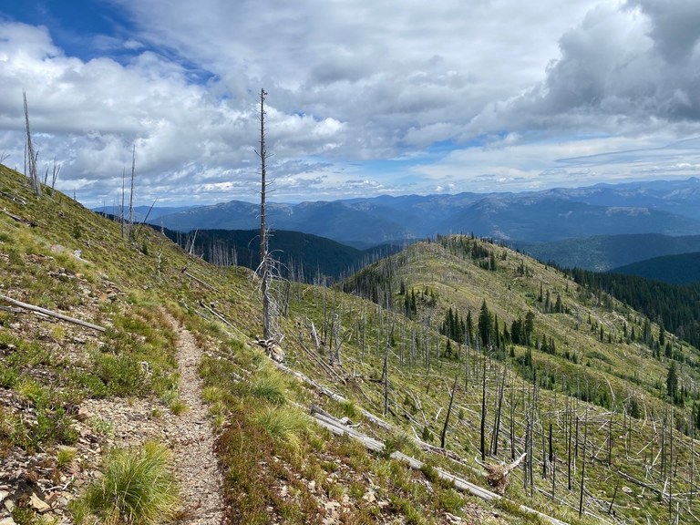 A trail winds through burned trees with a view down to the valley. Photo by JamieR