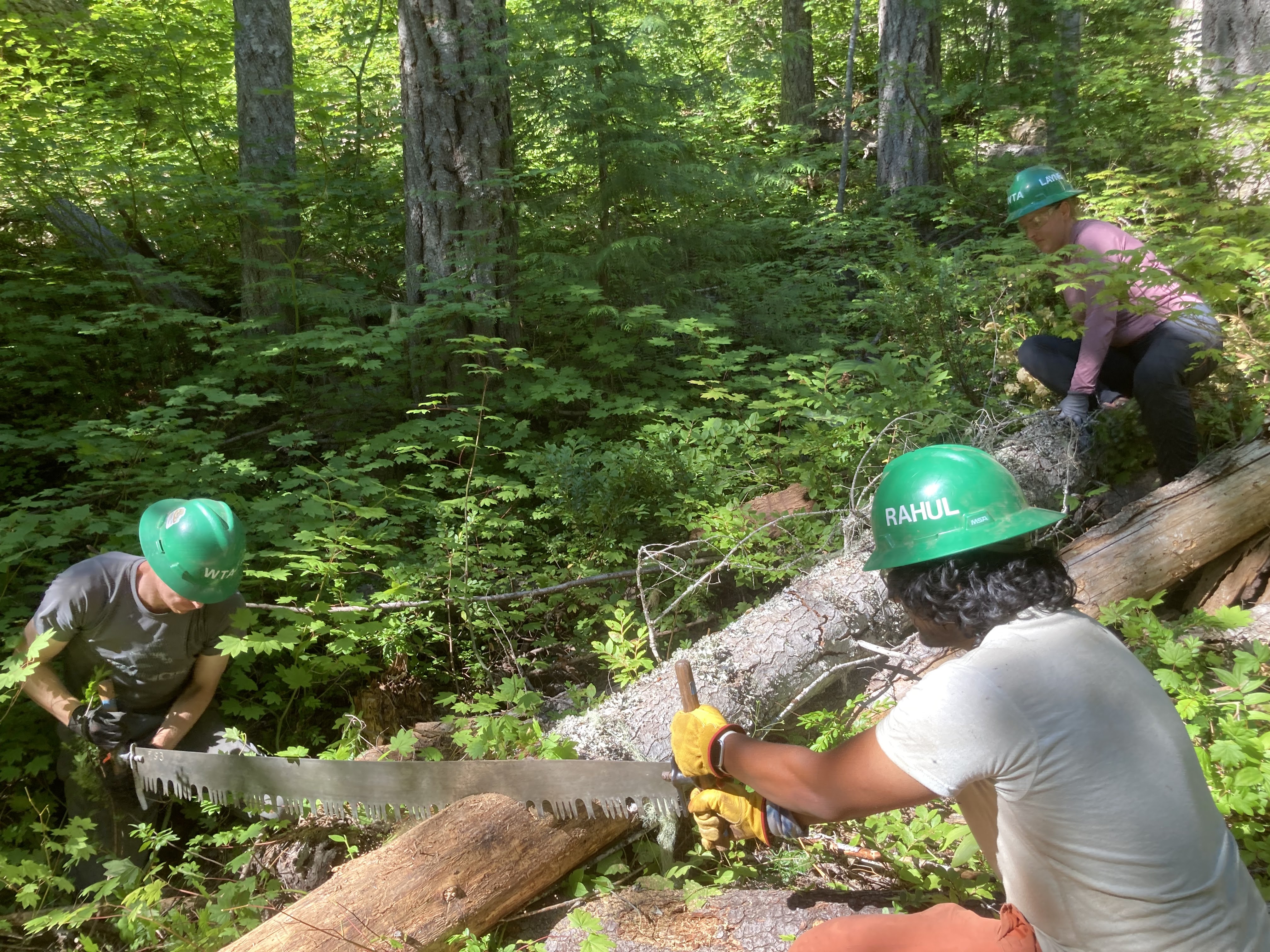 Double bucking on Mount David Perry Sproed Two people cut a log using a 6 foot crosscut saw
