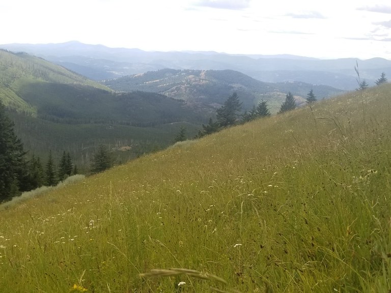 A sloping hill of green grass with a valley of mountains in the distance. 