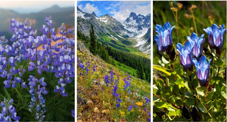 Lupine, photo by Mandy Johnson. Larkspur, photo by AlpsDayTripper. Gentian, photo by Delton Young.  Three photos placed side by side showing blue flowers.