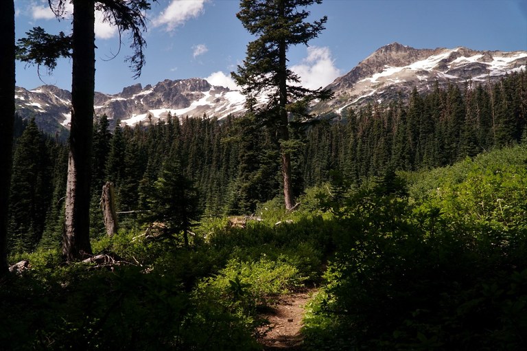 A mountain range is visible through some thick forest. 