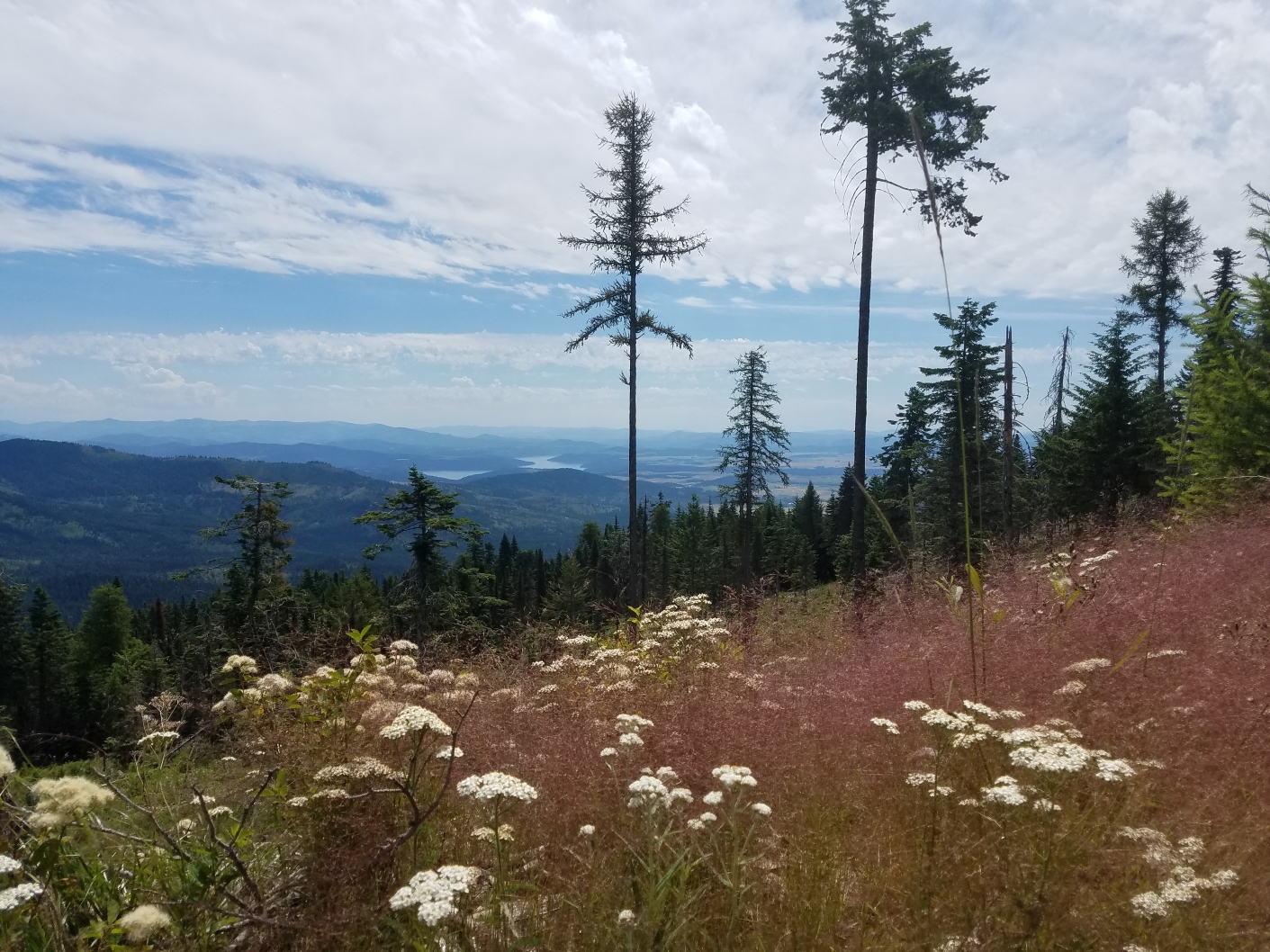 Wildflowers and views of Spokane Valley from the Mica Peak Conservation Area. Photo by snbess.