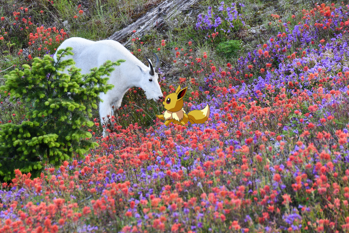 Eevee and a mountain goat point noses at each other in a field of wildflowers. Photo by Zach Schierl.