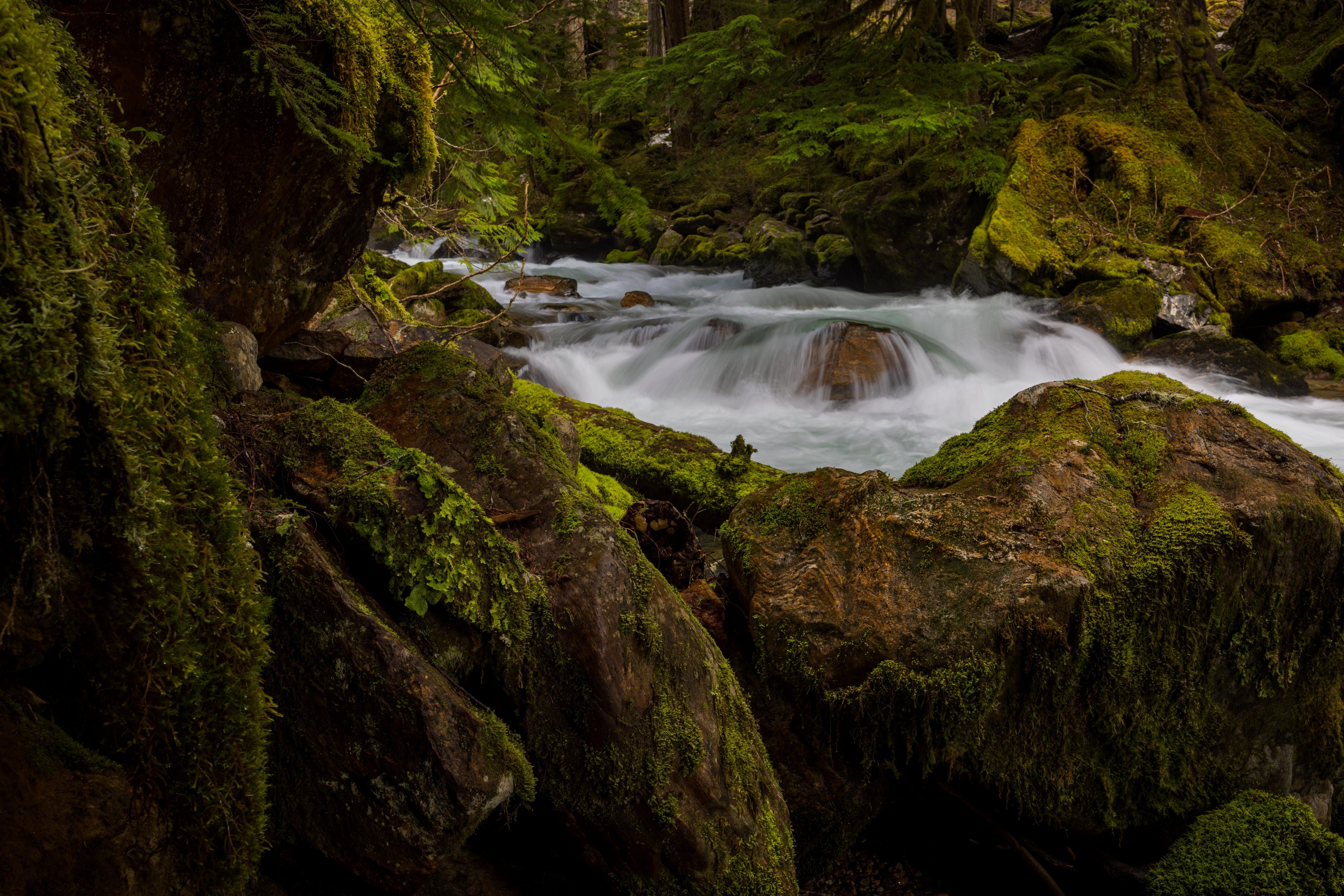 The rushing North Fork Sauk River in a forest. Photo by Grasshopper.