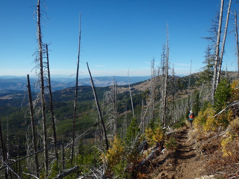 A section of trail going through a forest of charred trees. Photo by austineats