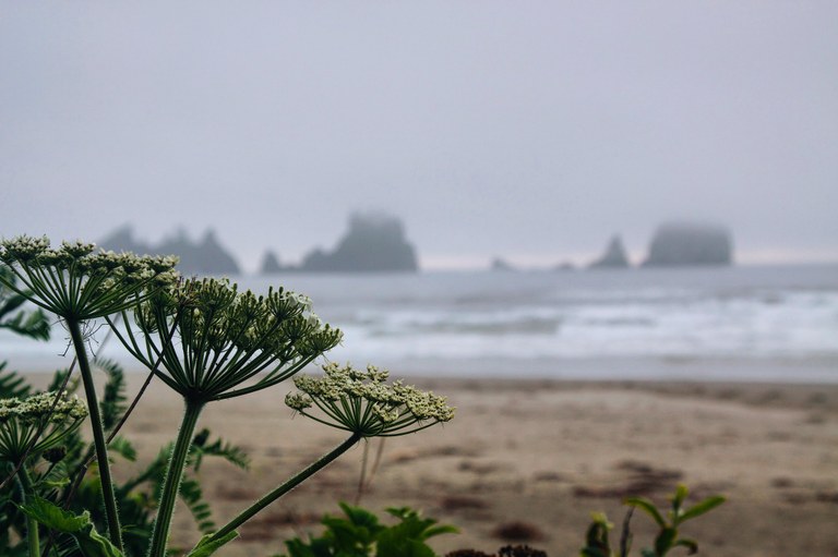 Cow Parsnip on in the foreground of a picture of the beach at Olympic National park. Photo by Katie Hager