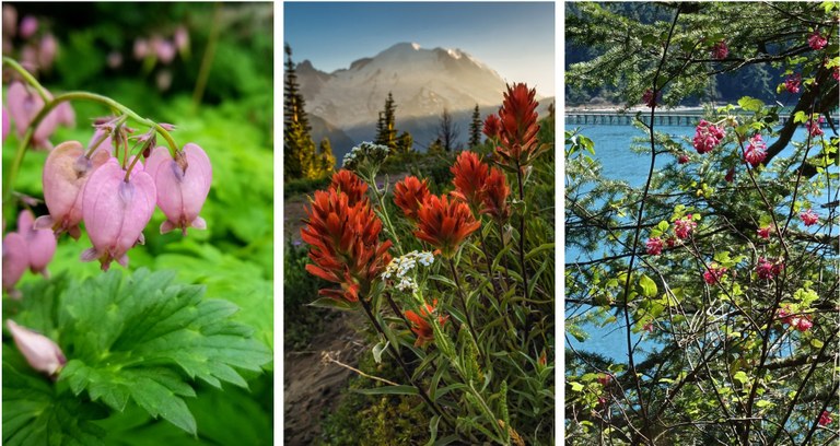 Pacific Bleeding Heart, hoto by DeAndra Perrigo. Paintbrush, photo by Ken Vensel. Red Flowering Currant, photo by Bob and Barb.  Three wildflower photos placed side by side showing red and pink flowers.