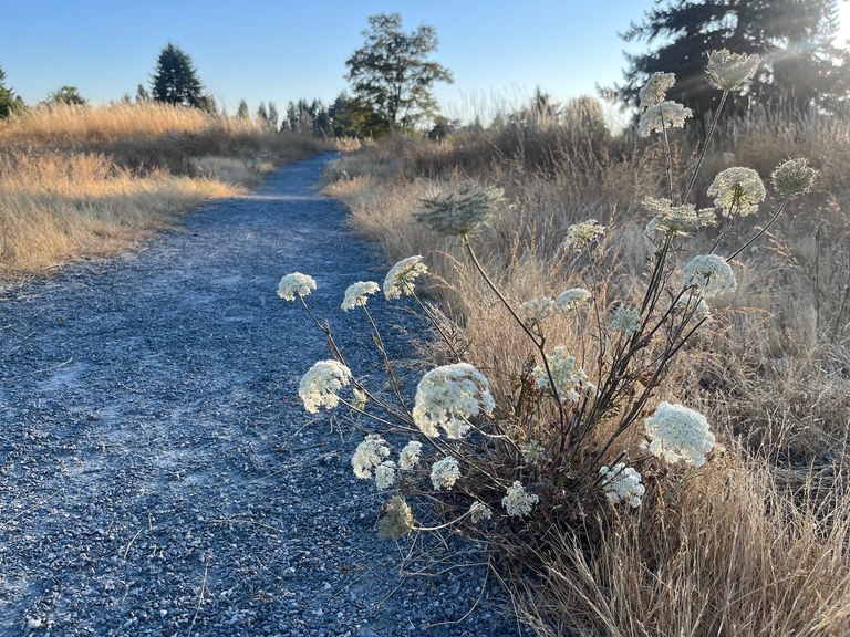 It's a "Little House on the Prairie" moment. Image: A wide, gravel trail snakes through prairie grasses and flowers. Photo by trip reporter laraoutside.