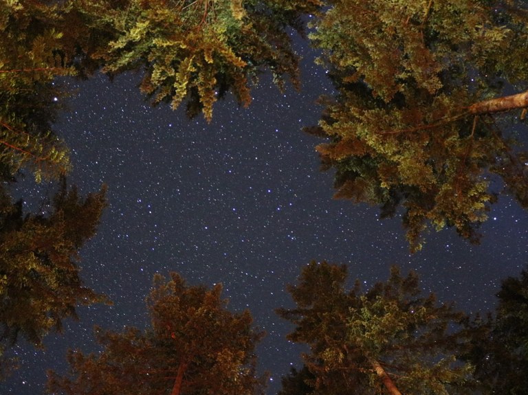 A starry sky is viewed from beneath a circle of trees that are lit by a campfire.