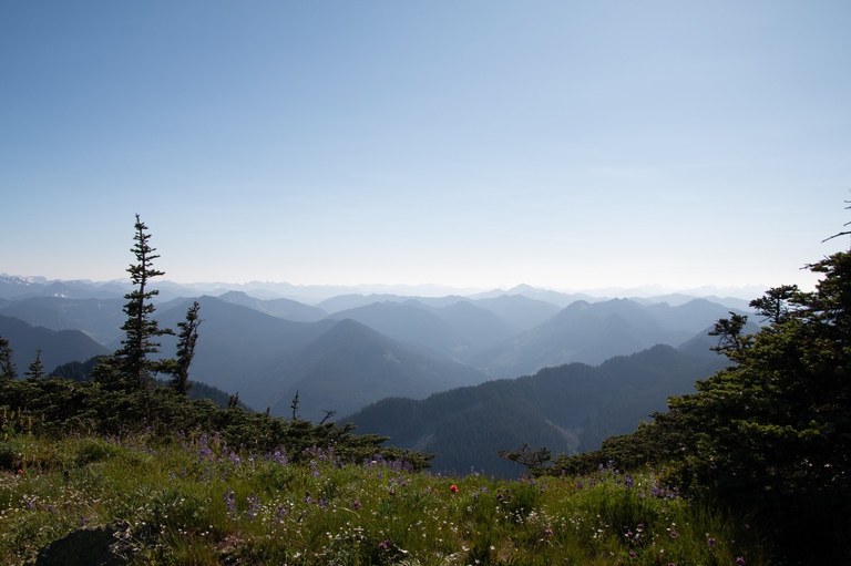 Wildflowers dot the landscape with mountains in the background. Photo by Aurora Ritter.