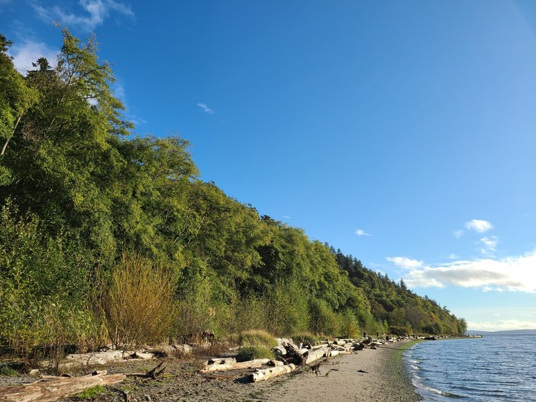 A curving stretch of beach fringed by a green forest.