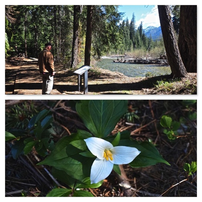 the interpretive trail at Silver Falls offes an education and scenic outing. 