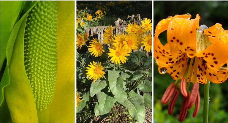 Skunk cabbage, photo by Kathy Riley. Balsamroot, photo by Dave Schuba. Tiger Lily, photo by Lisa Elliot. Three photos placed side by side showing yellow wildflowers.