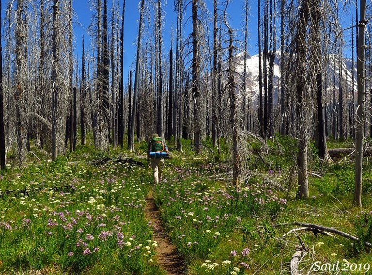 A backpacker walks through a burned forest that sits at the base of snow-covered Mount Adams. Photo by Susan Saul. 