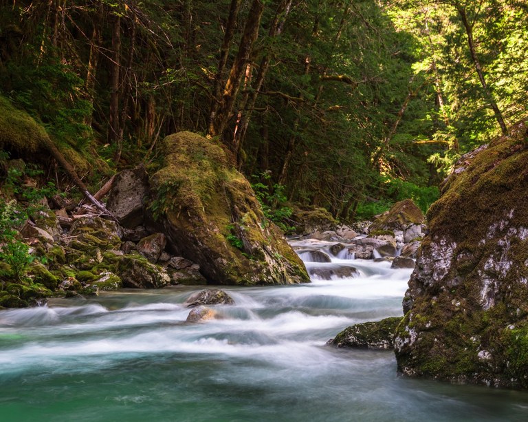 A creek flowing through the forest. 