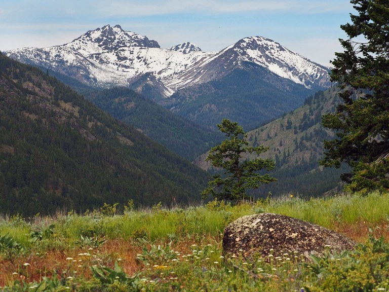 Grasses dot the landscape in front of mountains.