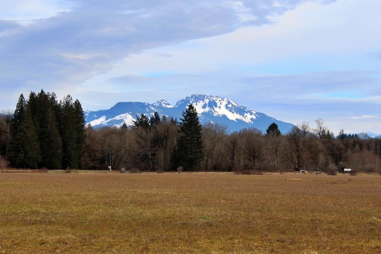 A golden field at the base of some dramatic, snowy mountains. 