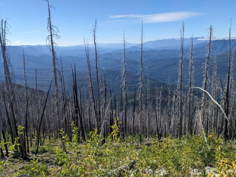 Basalt Peak  Photo of viewpoint with mountains in the background, and burn-scarred trees in the foreground