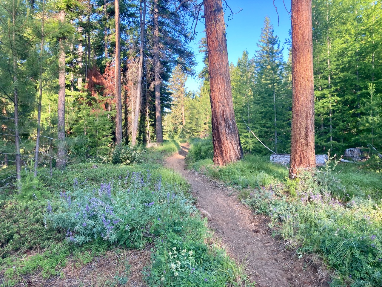 Whites Ridge trail in Ahtanum State Forest on a clear day. Photo by laceme. 