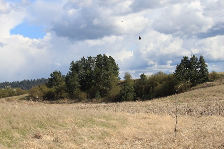 Bald Eagle at Feryn Ranch Conservation Area. Photo by Holly Weiler.