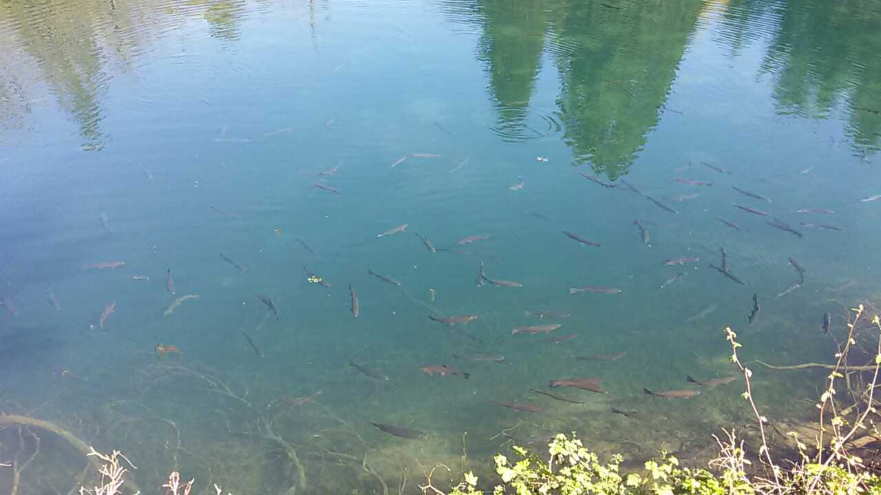 Columbia Springs. Photo by Anna Roth. Fish swimming in the hatchery at Columbia Springs. Photo by Anna Roth.
