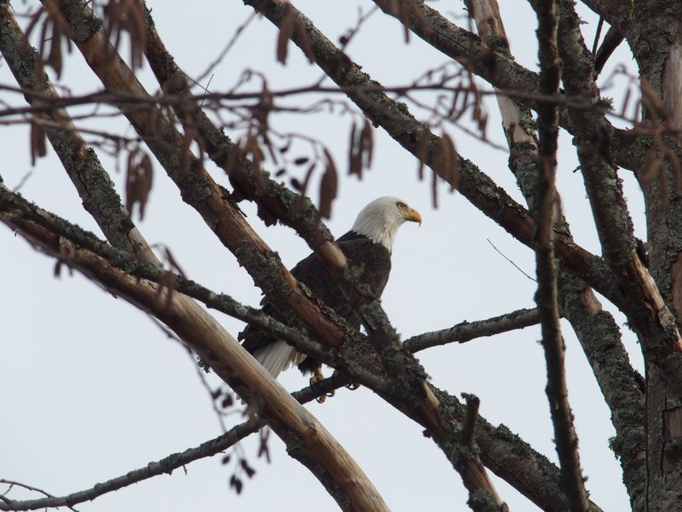 eagle .jpeg