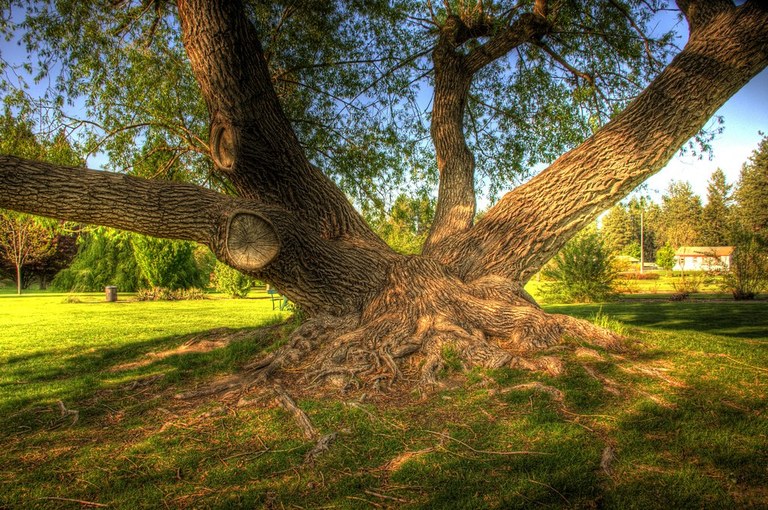 A big tree in Finch Arboretum. Photo by James Hawley. 