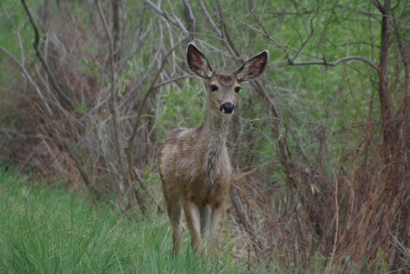 A deer with an attentive look and green vegetation behind.