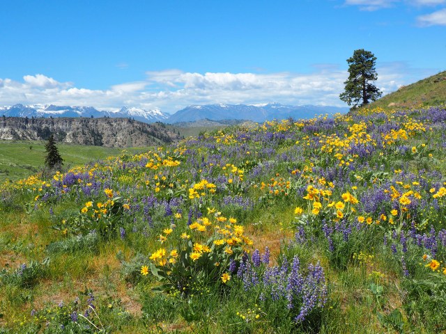 Horse Lake Reserve by Lucy.jpg