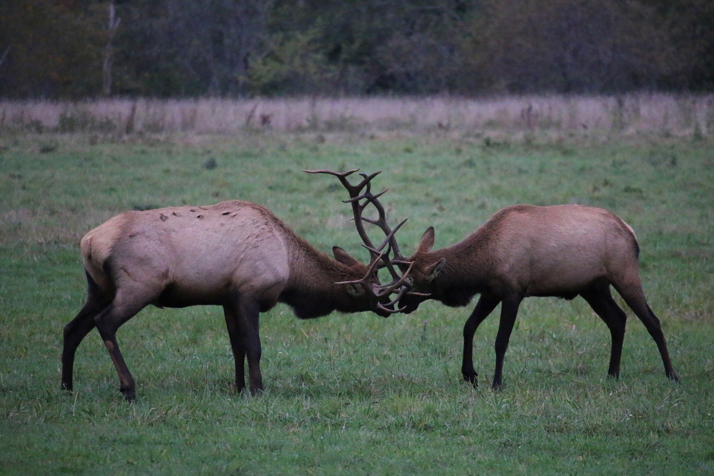 Two bull elk tussle with their antlers together. 