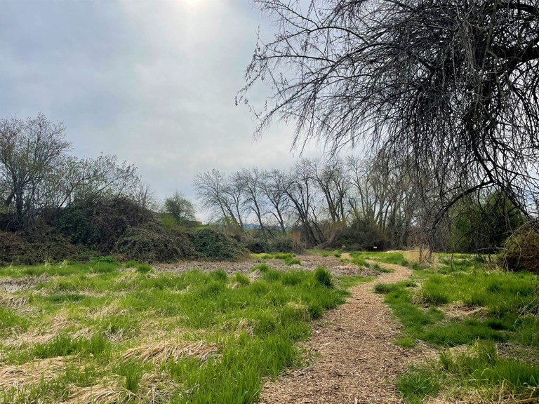 A trail winds through a grassy meadow.