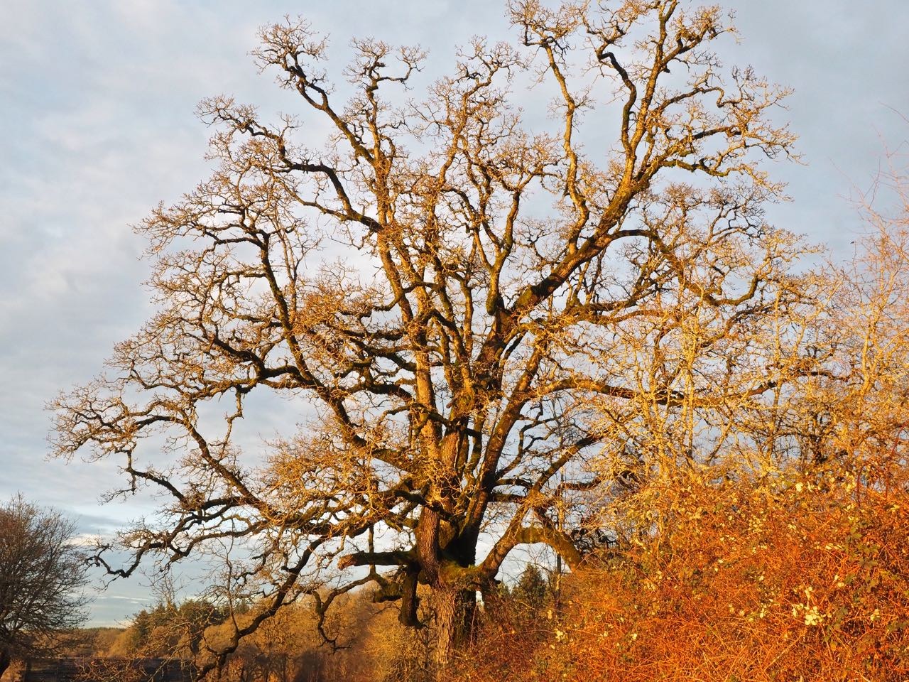 Ridgefield National Wildlife Refuge. Photo by Bob and Barb..jpeg