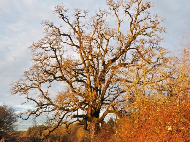 Ridgefield National Wildlife Refuge. Photo by Bob and Barb..jpeg