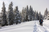 Skiing & Snowshoeing: What to Know and Where to Go
