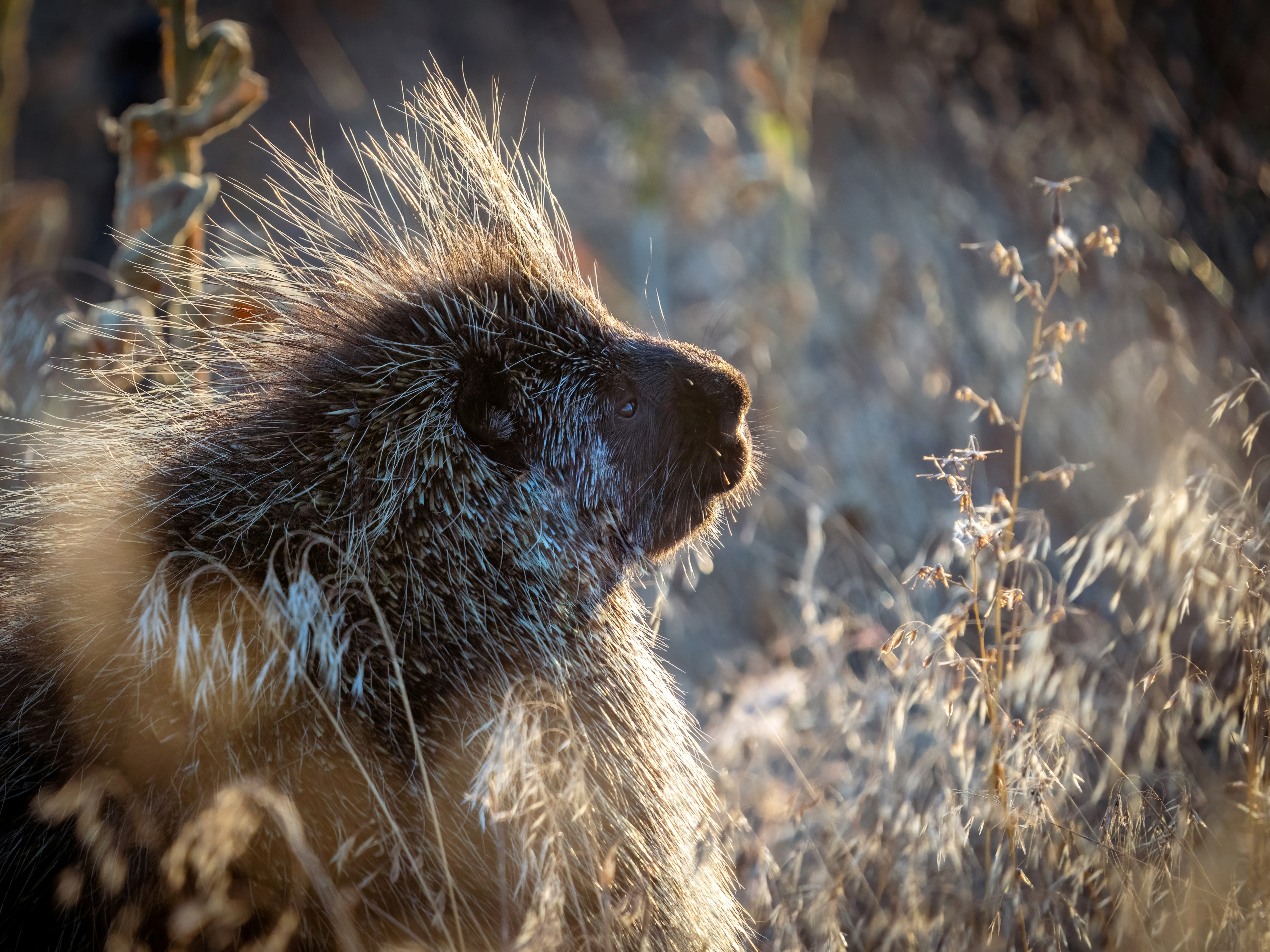 Turnbull National Wildlife Refuge. Photo by Gabi Sciuchetti. A porcupine at the Turnbull National Wildlife Refuge. Photo by Gabi Sciuchetti.