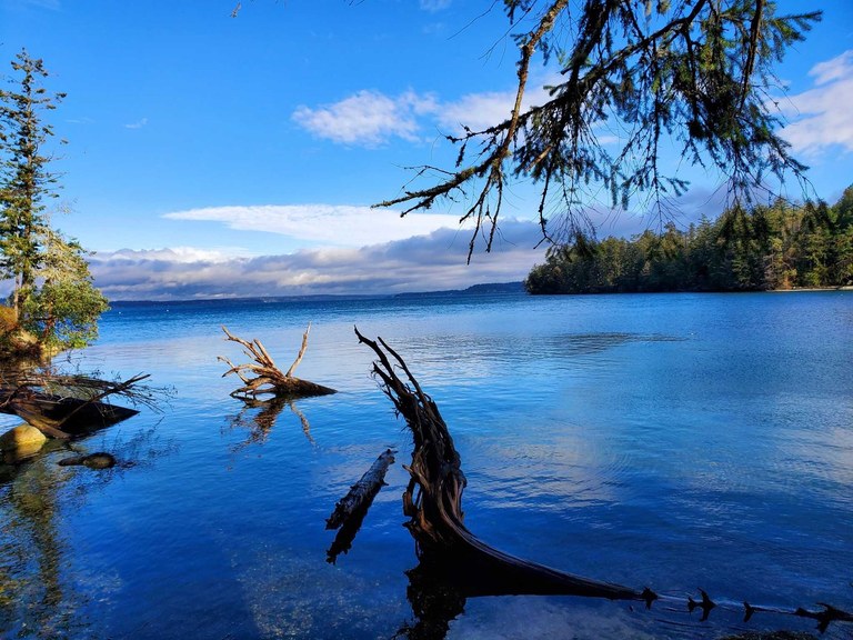 An evergreen tree hangs down in front of blue sky and deep blue saltwater. 