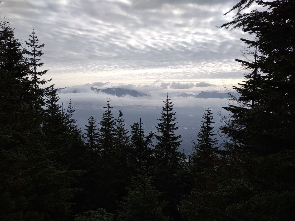 Dark outlines of evergreen trees in the foreground, cloud-covered peaks in the background