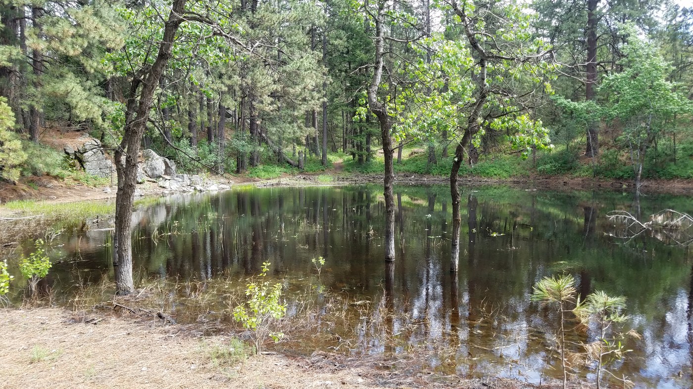 Trees by the pond's shore