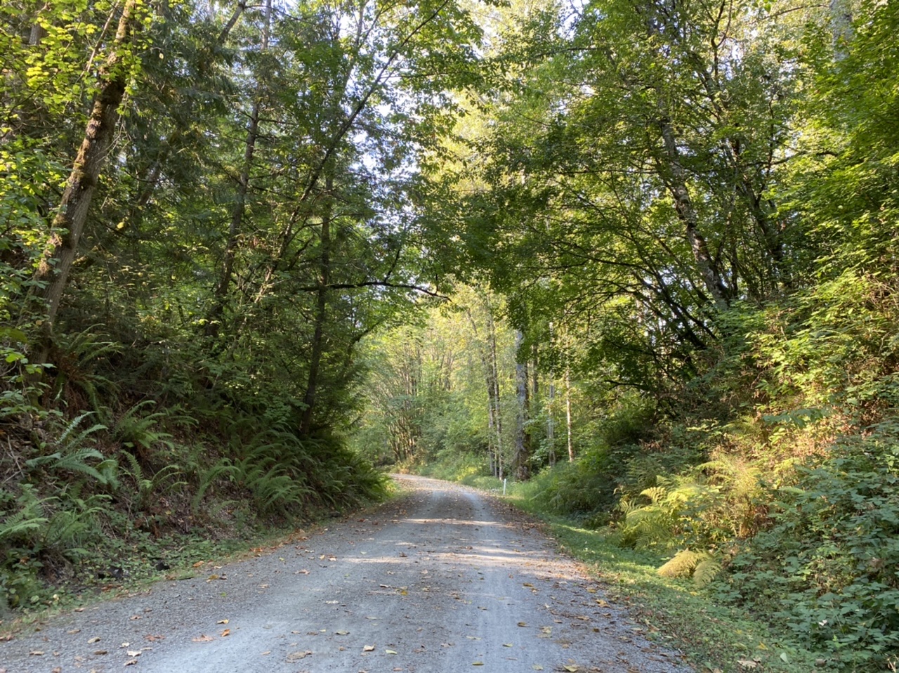 Wide graveled Snoqualmie Valley Trail on a sunny day. Photo by Toni Lyn. 