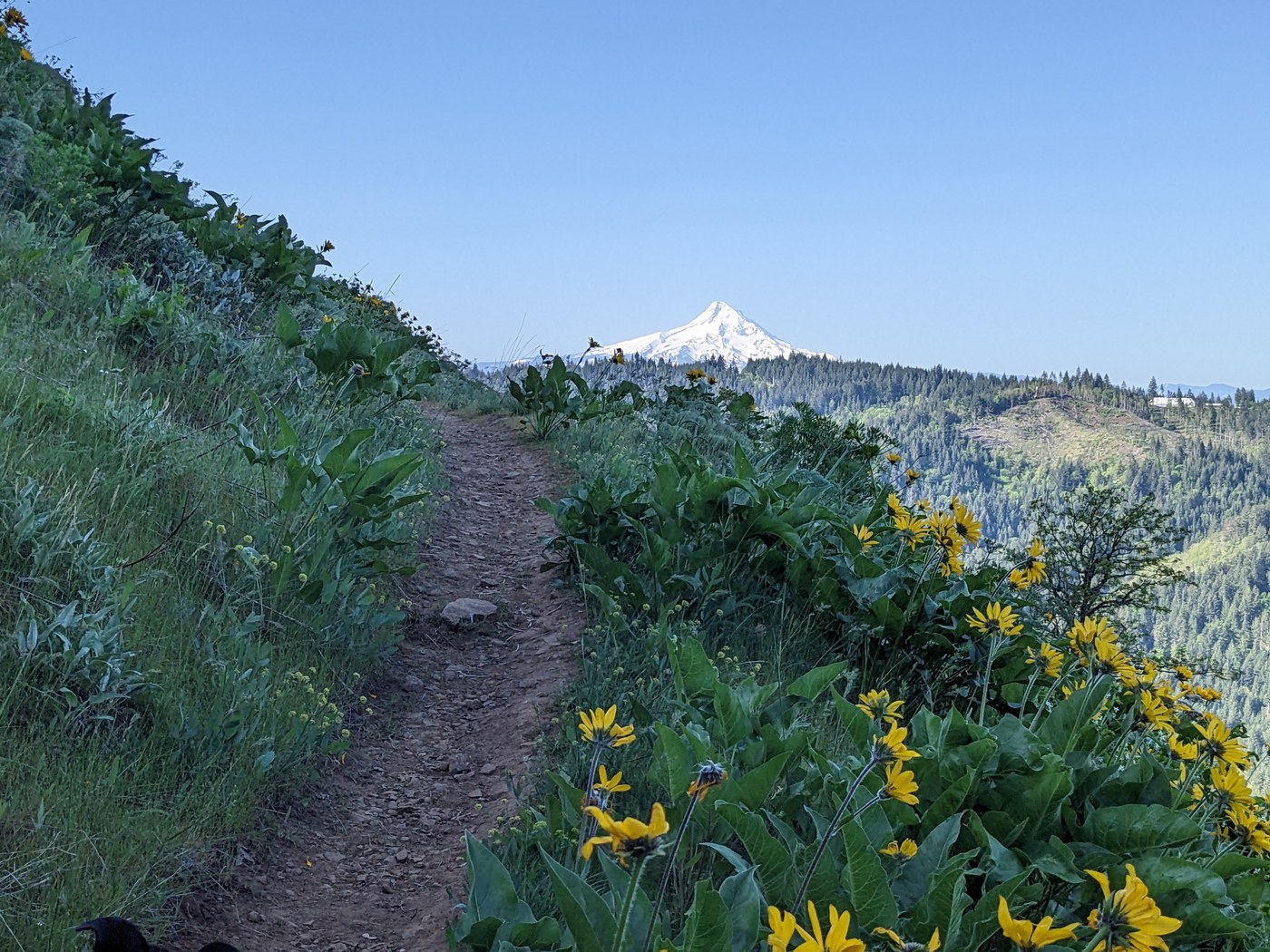 View of Mount Hood and yellow wildflowers from the trail