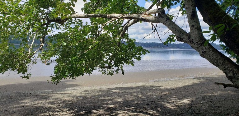 A leaf tree hangs low over a sandy and rock beach with water beyond. 
